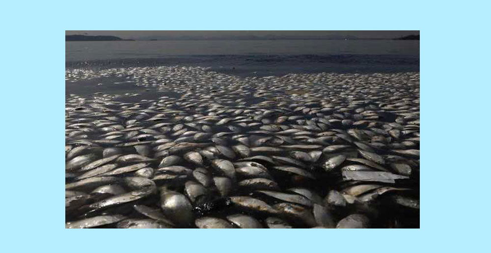 El pique: buenas bogas y dorados