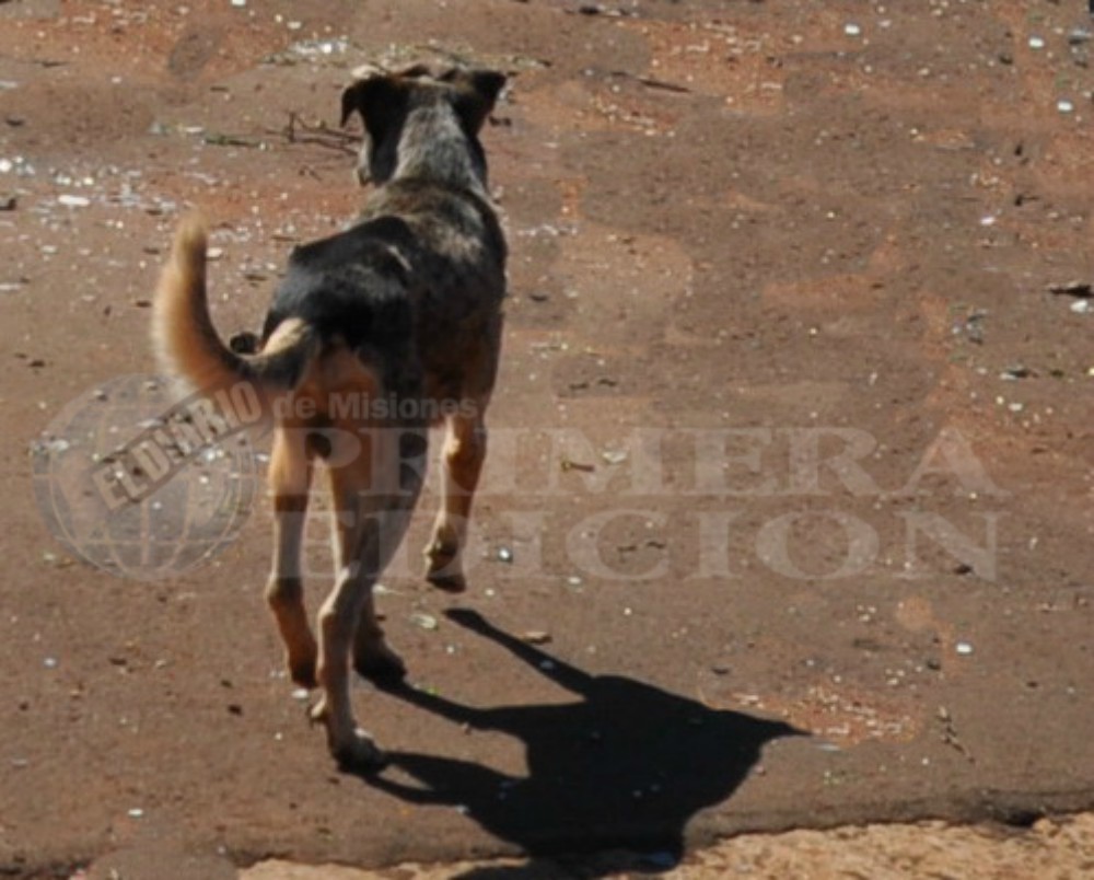 Presupuesto 2019: en Montecarlo piden se incluya fondo para castraciones