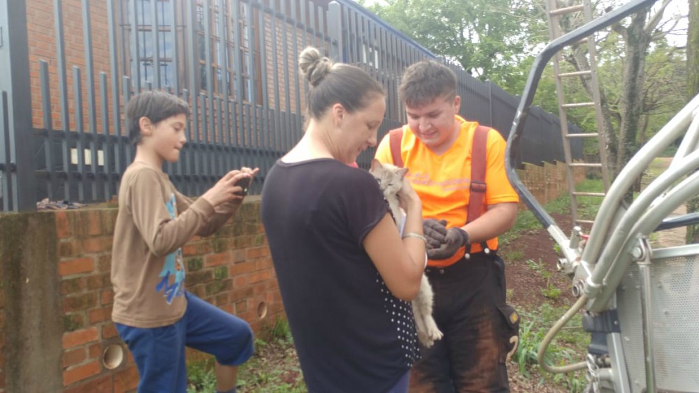 Bomberos rescataron a una gatita atrapada en la copa de un árbol