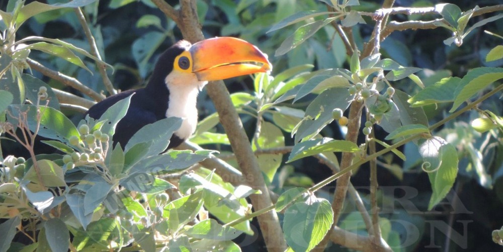 Actividades por el Día Mundial de la Observación de Aves