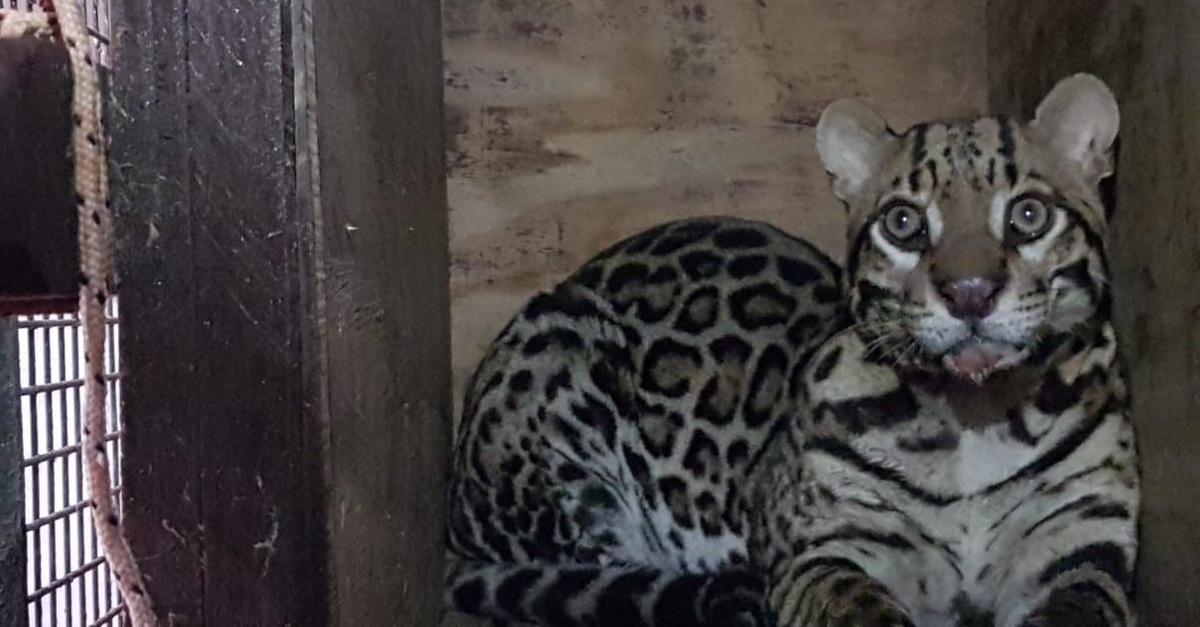 El gato onza atropellado en Misiones vivirá