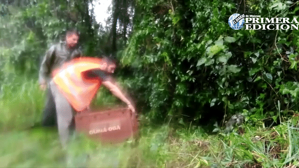 El gato onza atropellado en la ruta volvió a su hogar