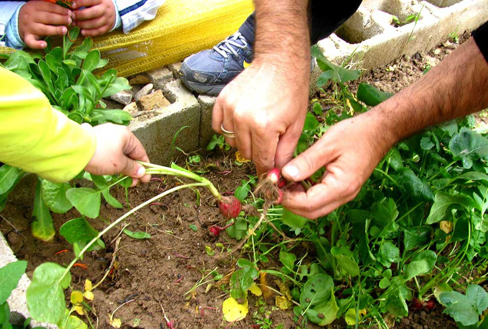 Lanzaron plan de huertas urbanas en Eldorado