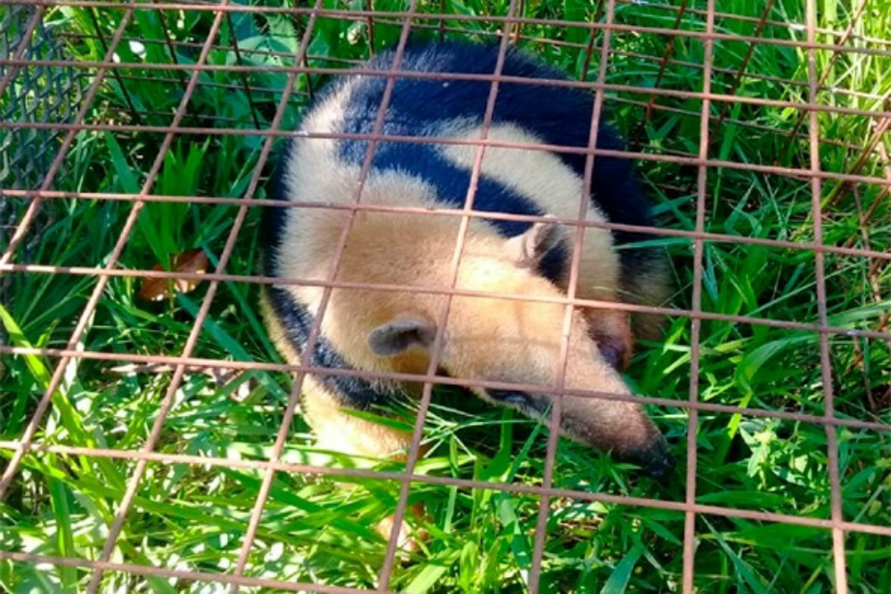 Rescataron un oso melero herido y acechado por perros