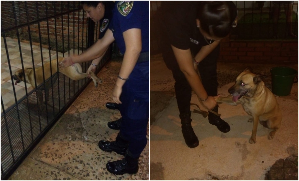 Rescataron a un perro que quedó atascado en un portón