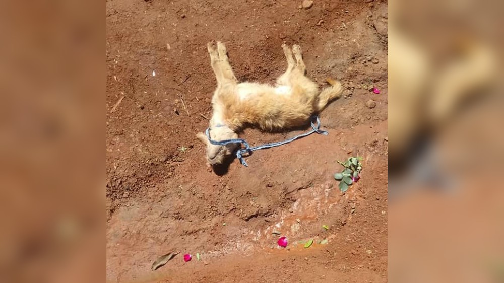 Matan a un perro y lo tiran frente a su casa