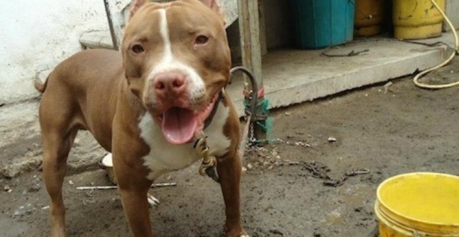 Pitbull: “No son unas máquinas asesinas”