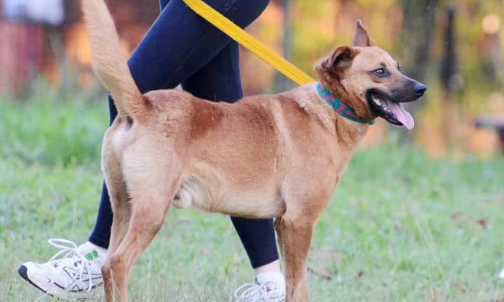 Las mascotas desfilarán por los 99 años de Puerto Rico