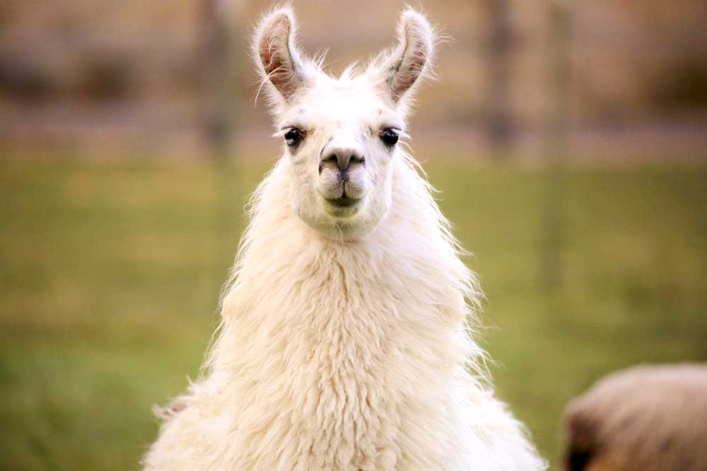 Las llamas, ¿clave para una vacuna contra la gripe?