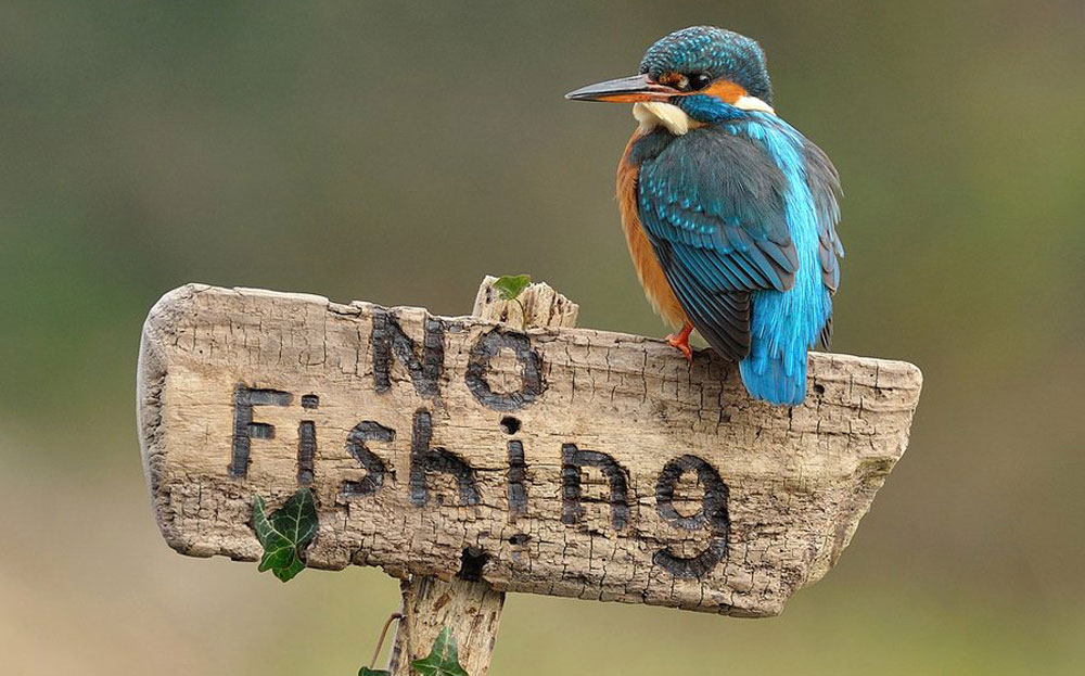El fin de semana, pesca variada en Bella Vista