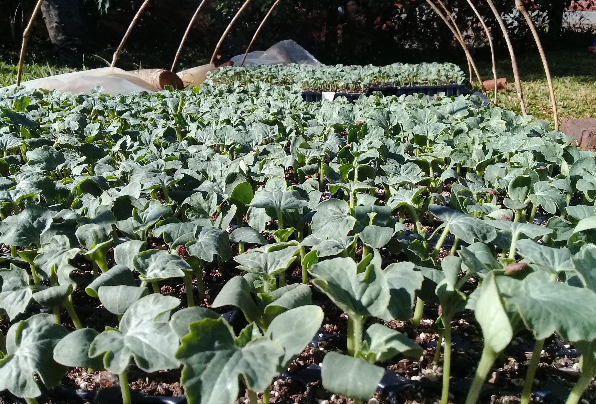 Impulsan el cultivo de sandías para diversificar