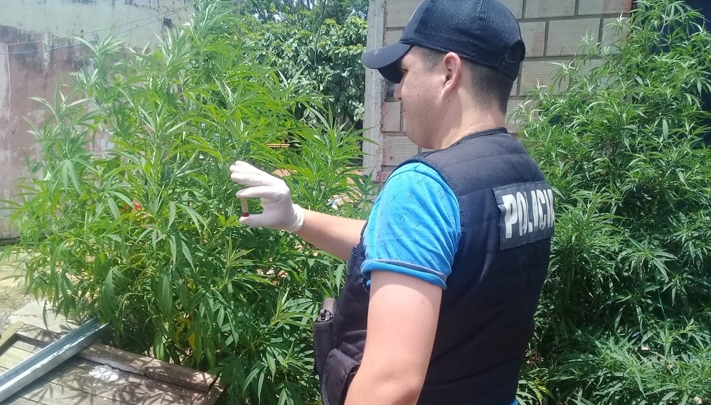 Hallan “huerta” con plantas de marihuana de más de dos metros