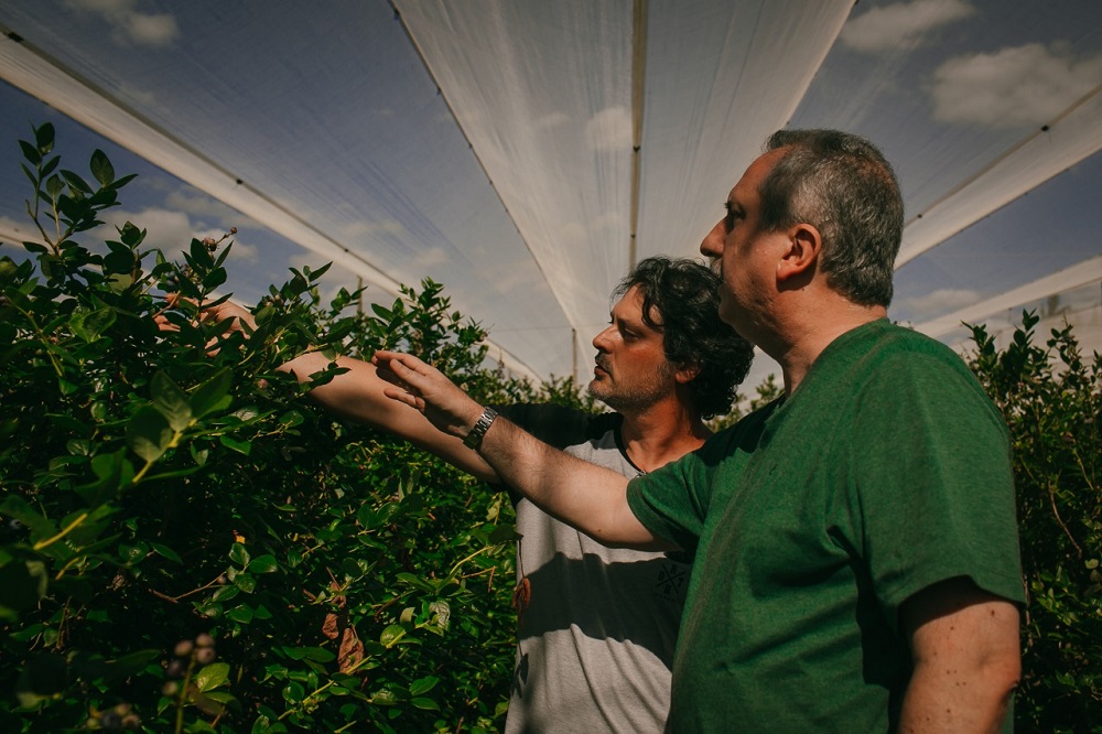 Passalacqua recorrió un establecimiento de arándanos
