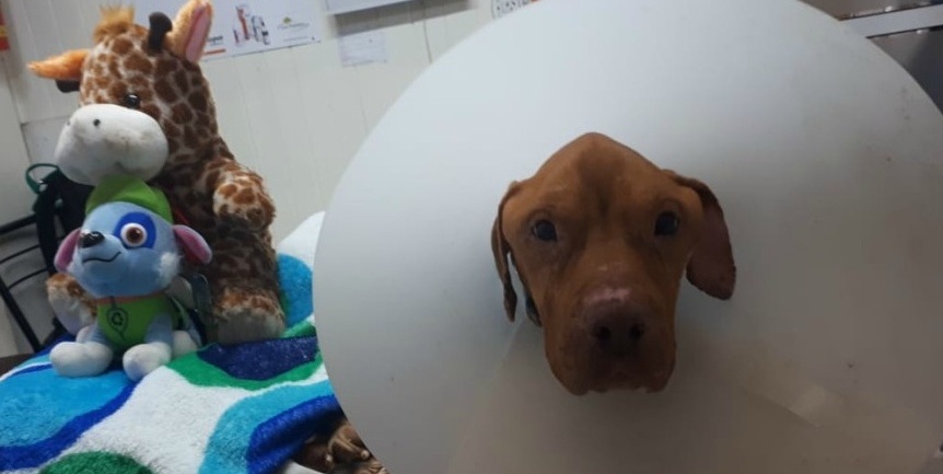 Papo está estable y comenzó a desplazarse poco a poco