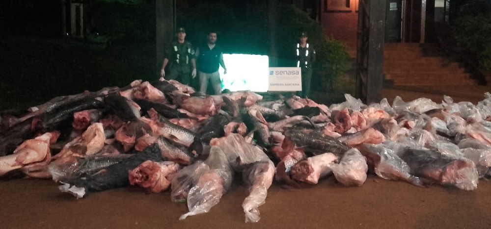 Incautaron seis mil kilos de surubí en la ruta 12