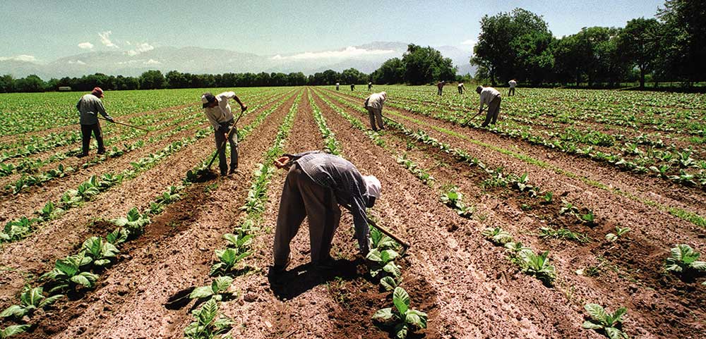 Trabajadores del agro cobrarán el bono de cinco mil pesos