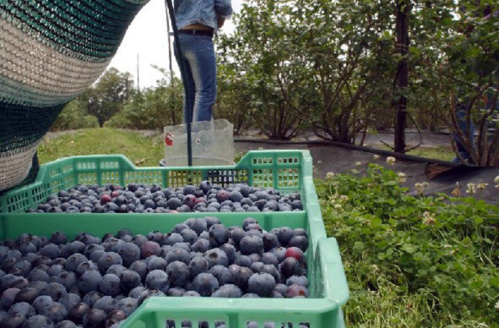 Argentina envió arándanos a China