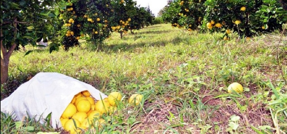 Alivio: citricultores cosecharon nueve mil toneladas de pomelo