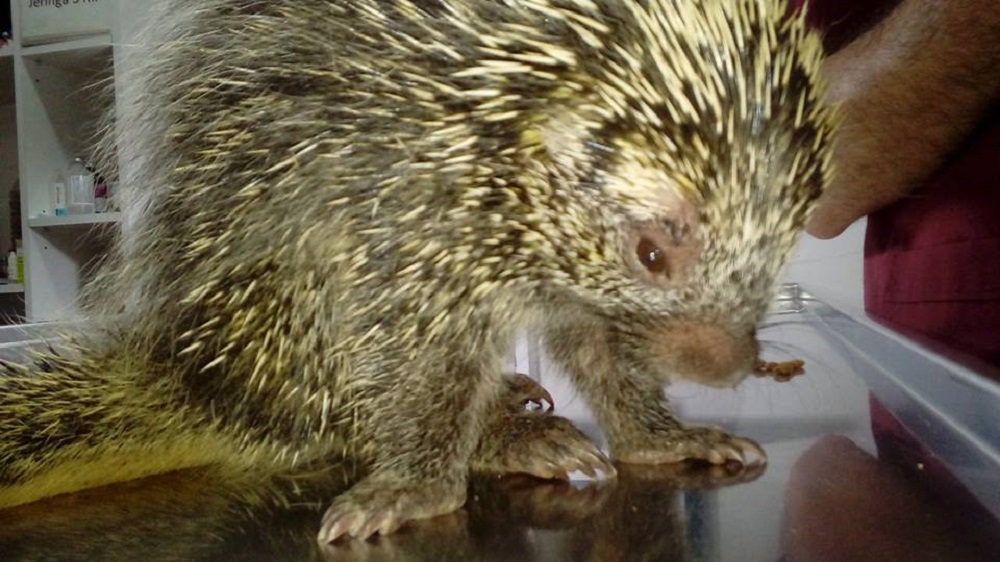 Erizo se salvó de morir apaleado