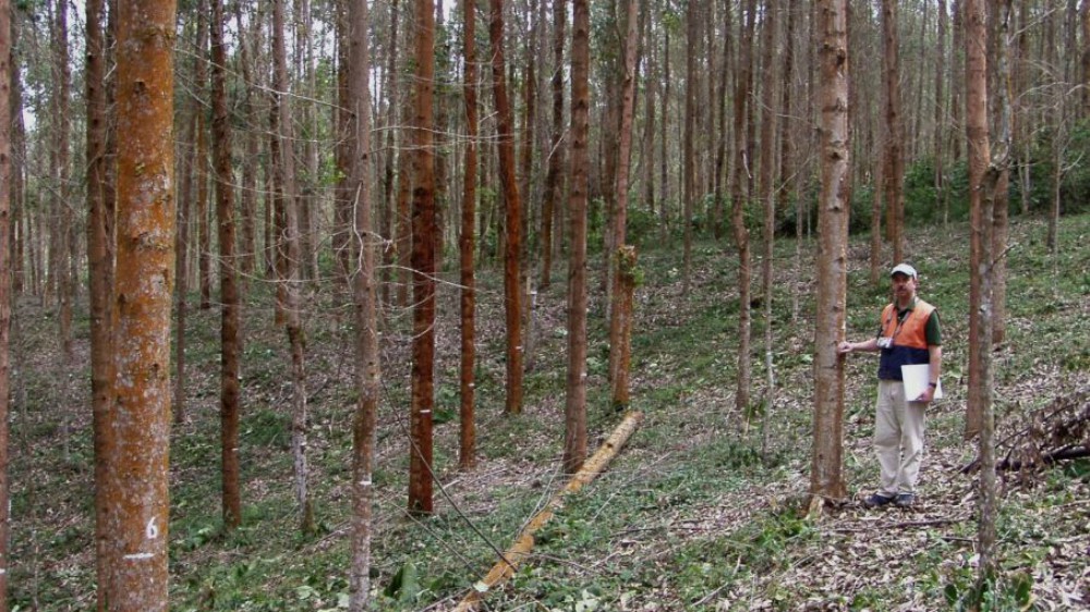 Lanzaron nuevo visualizador de extracciones forestales