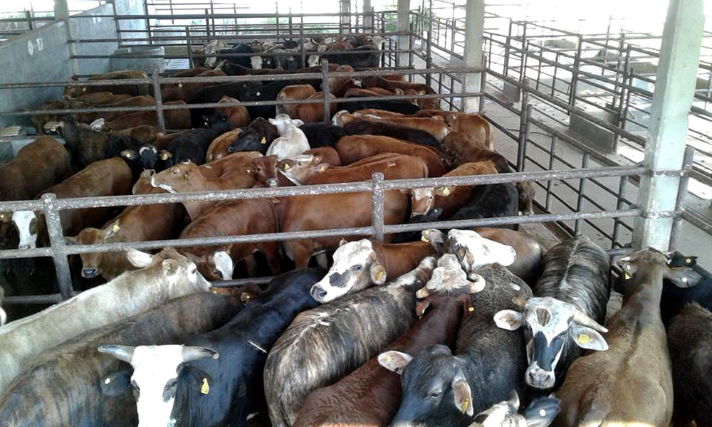 Ganaderos advierten una caída del 10% en el stock de hacienda