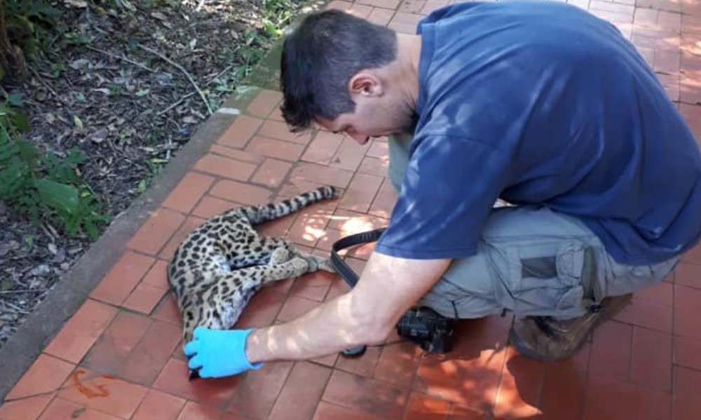 Atropellaron y mataron a un Gato Margay