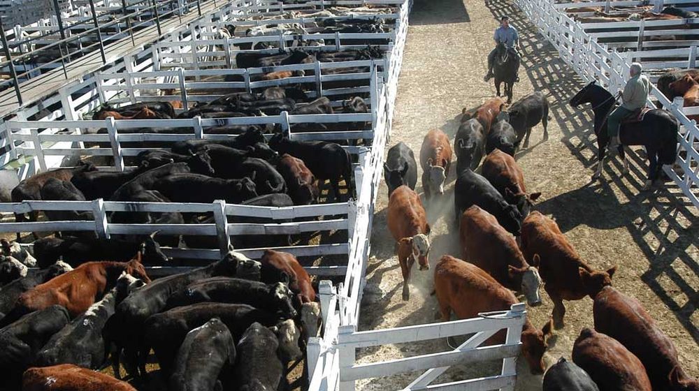 Nueva caída del precio real del novillo de consumo en la Argentina