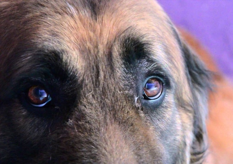 Alem: un perro arrastrado por un auto y un gato muerto a disparos