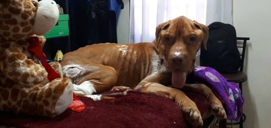 Papo necesita un hogar para seguir con su tratamiento