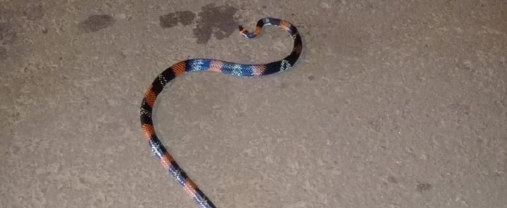 Una serpiente atemorizó a los vecinos de Alem