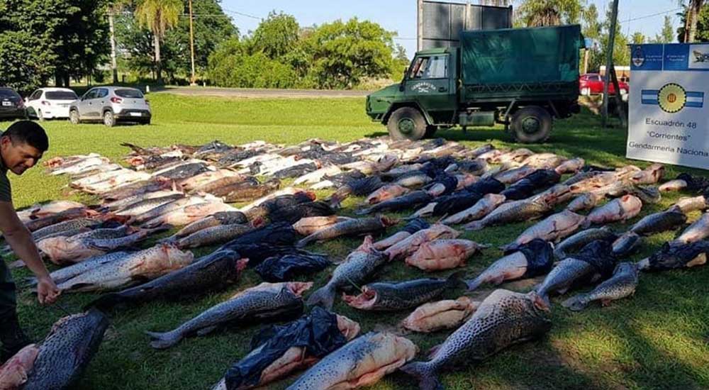 Secuestran cuatro toneladas de surubí en Corrientes