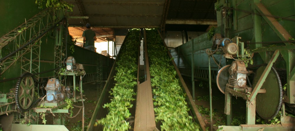 Aumento récord en las exportaciones de yerba mate
