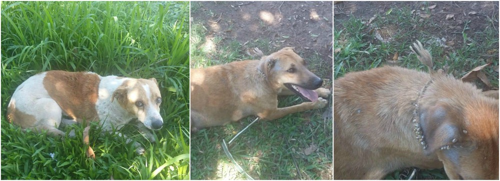 Rescataron a dos cachorros que sufrían  maltrato