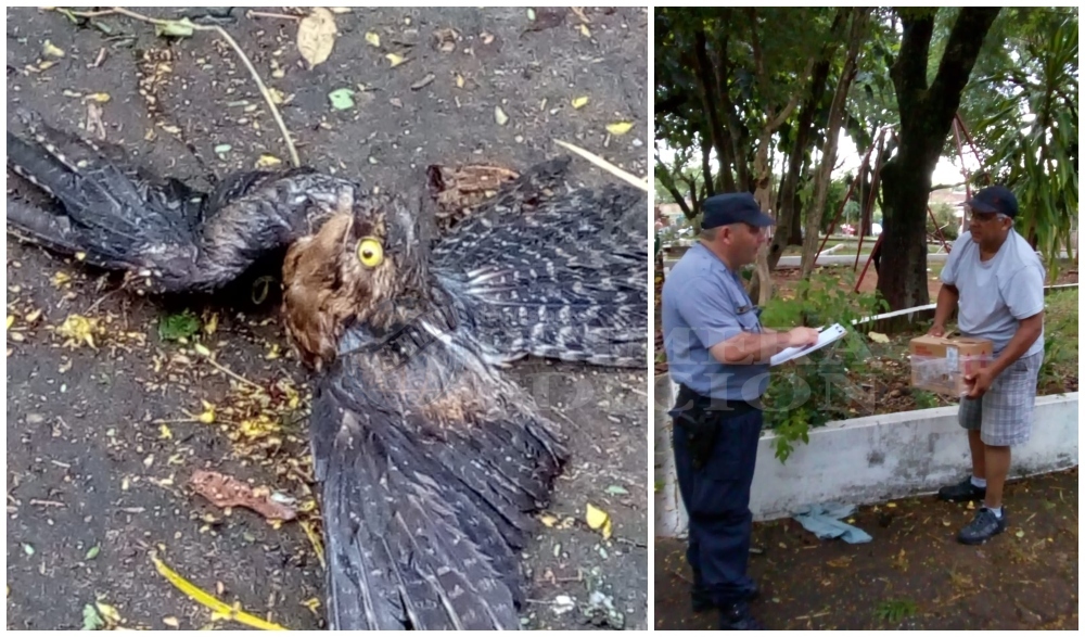 Rescataron a un Urutaú en medio del temporal