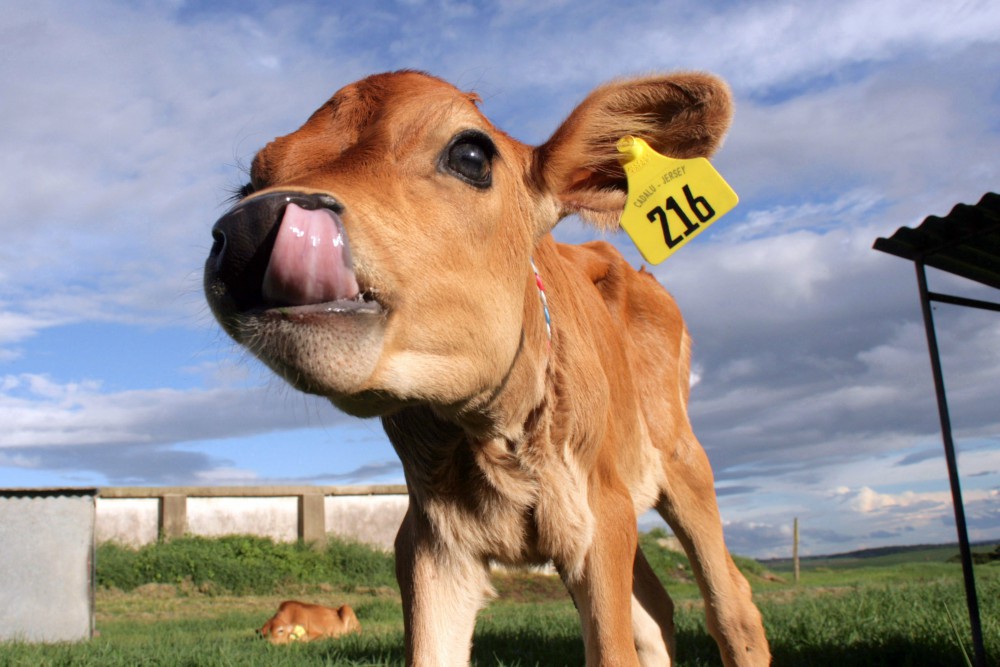 Lograron avances claves en la edición génica de bovinos