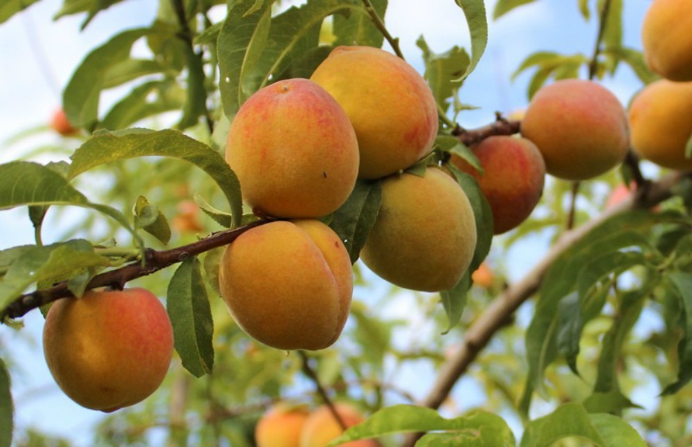 Reutilizan desechos del durazno y damasco para generar energía