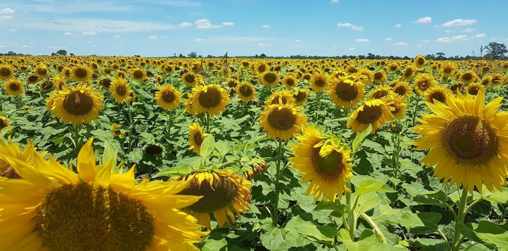 Chaco perderá más de 51 millones de dólares