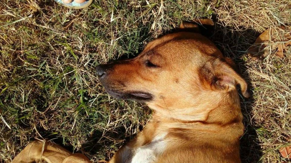 La familia de Lupe la busca desesperadamente