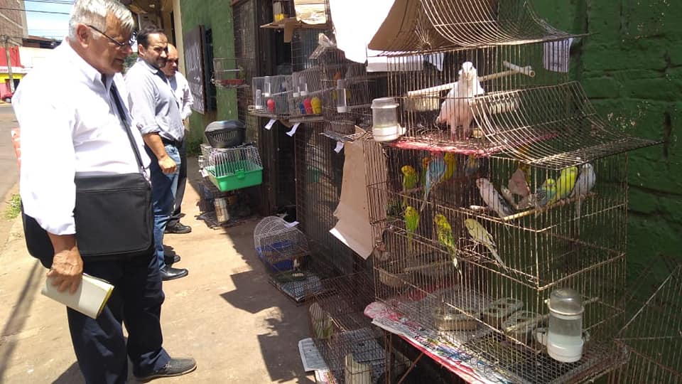 Denuncian animales en peligro en Posadas