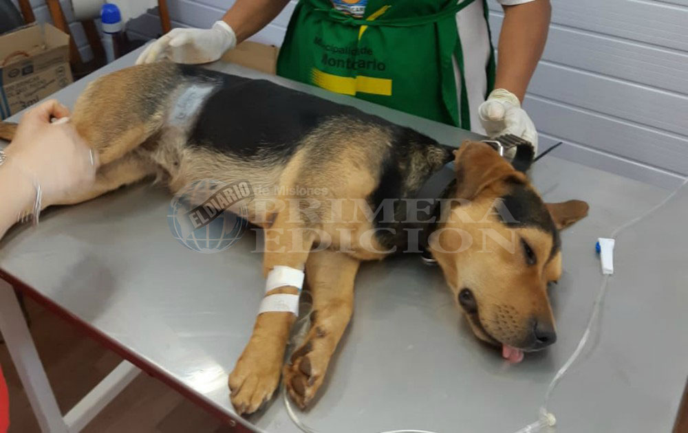 Operativos de castración y vacunación de mascotas en Montecarlo
