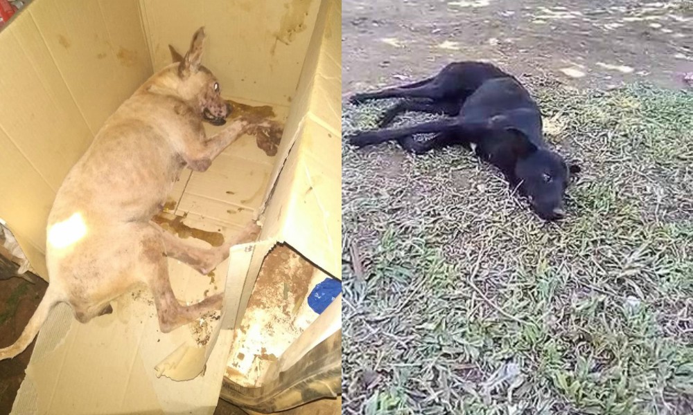 Vecinos de Iguazú en alerta por envenenamiento de perros