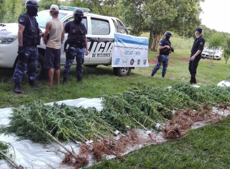 Incautaron en Andrade más de 100 plantas de marihuana