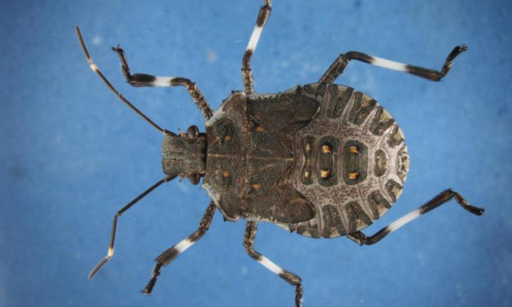 Alerta fitosanitaria para prevenir ingreso de dos plagas vegetales al país