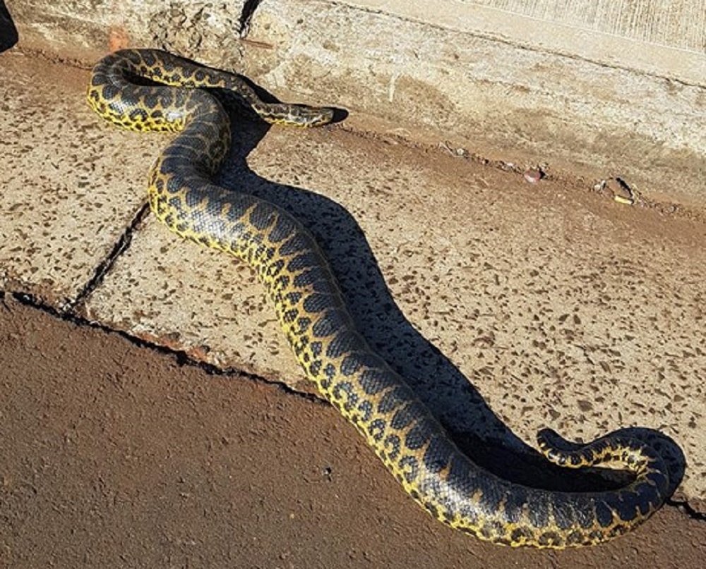 Con la llegada del calor aumentó la aparición de víboras