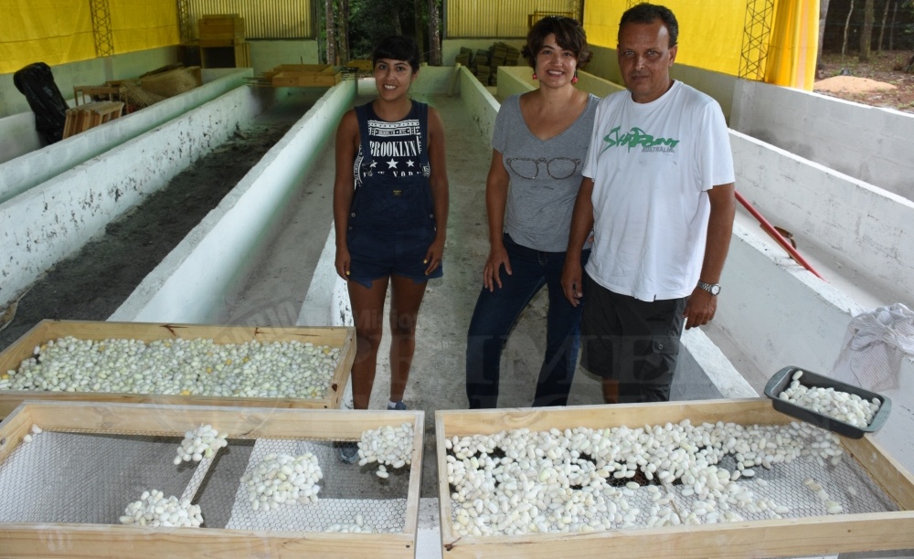 Productores de Eldorado apostaron a la sericicultura, el arte de obtener seda