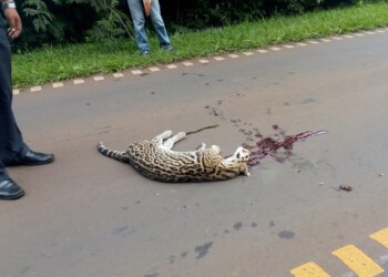 Un ocelote y su cría fueron atropellados en el acceso a Cataratas