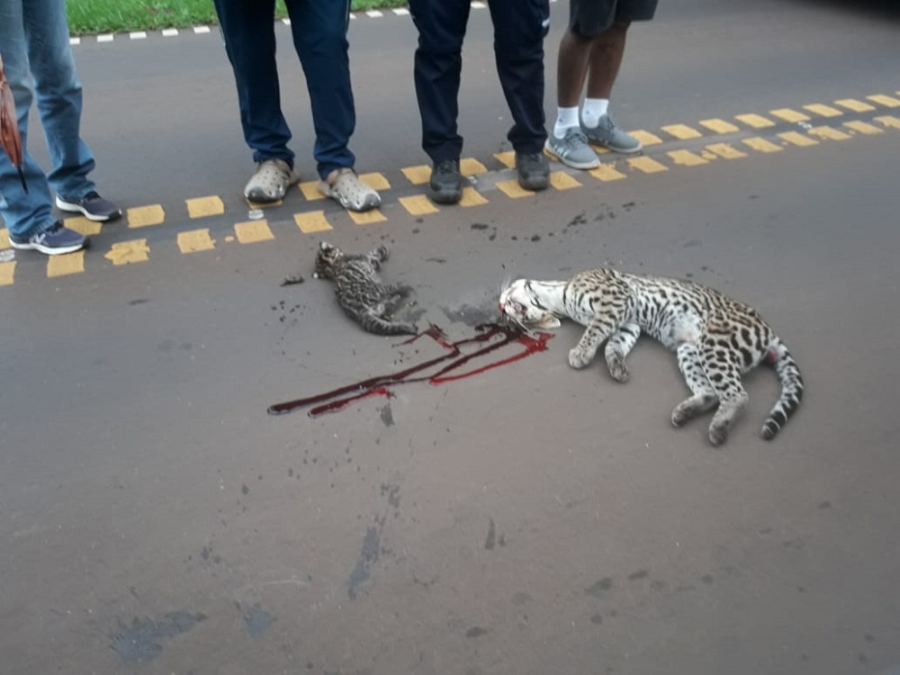 Un ocelote y su cría fueron atropellados en el acceso a Cataratas