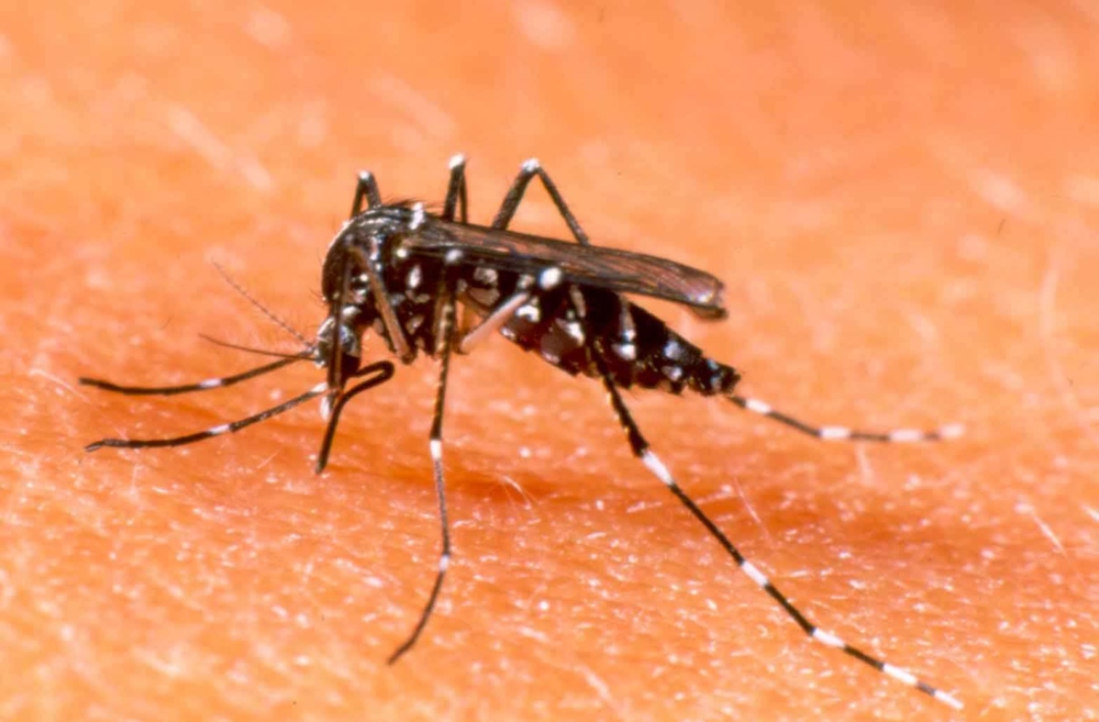 Paraguay: bajo índice de dengue en Itapúa