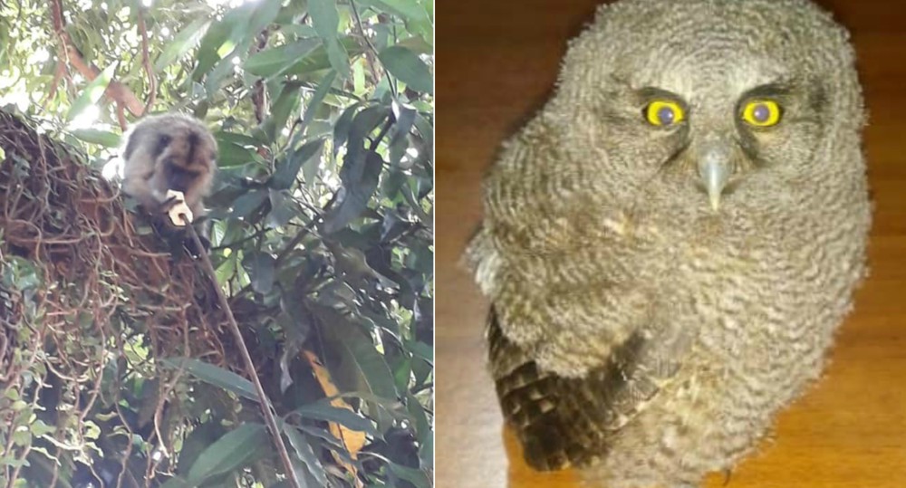 Rescatan a un carayá en Posadas y liberan a lechuzas y lagartos