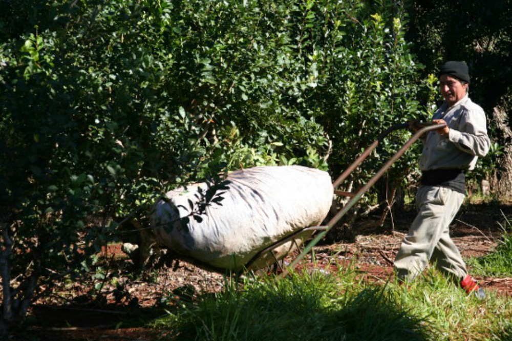 Yerbateros criticaron a la Nación porque dejaría caer el interzafra